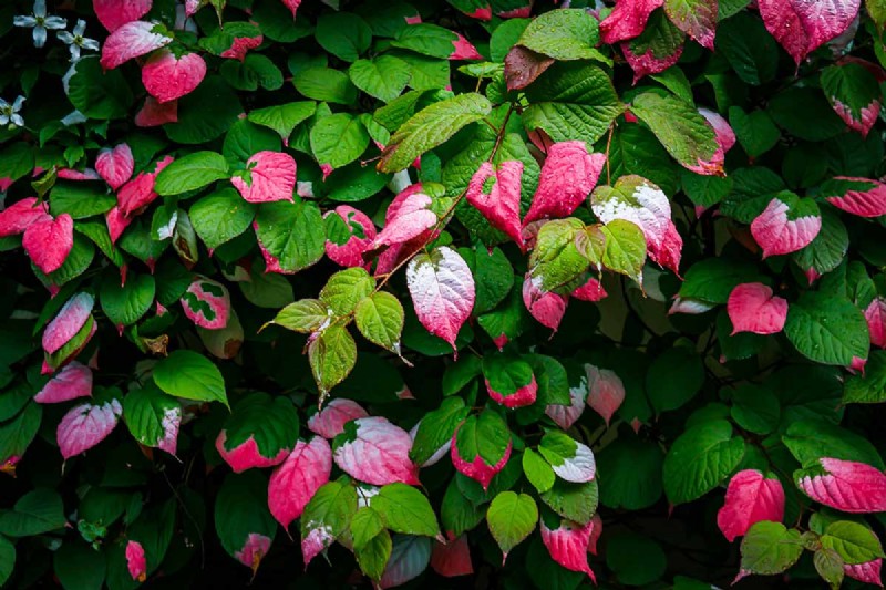 Growing Hardy Kiwi Vines: A Comprehensive Guide