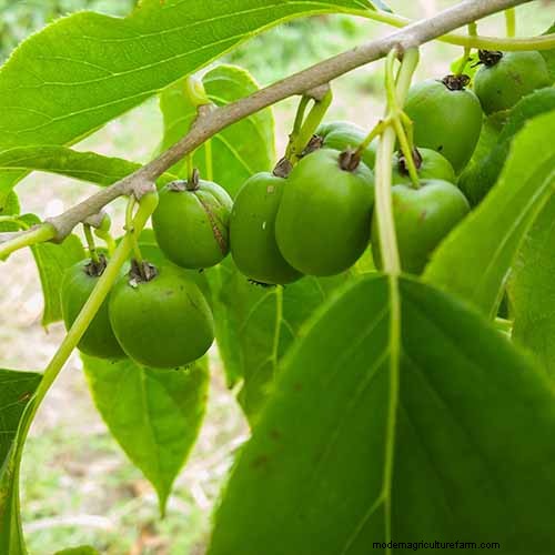 Growing Hardy Kiwi Vines: A Comprehensive Guide