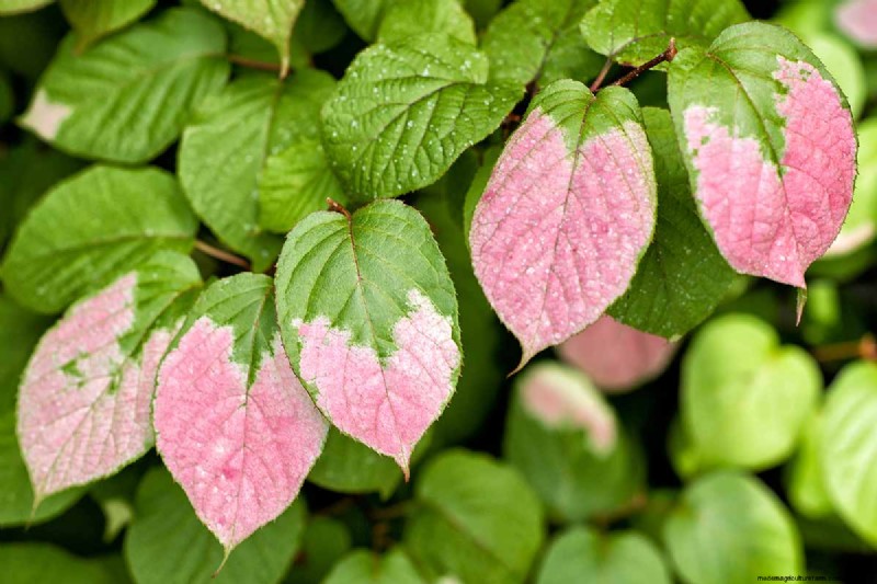 Growing Hardy Kiwi Vines: A Comprehensive Guide