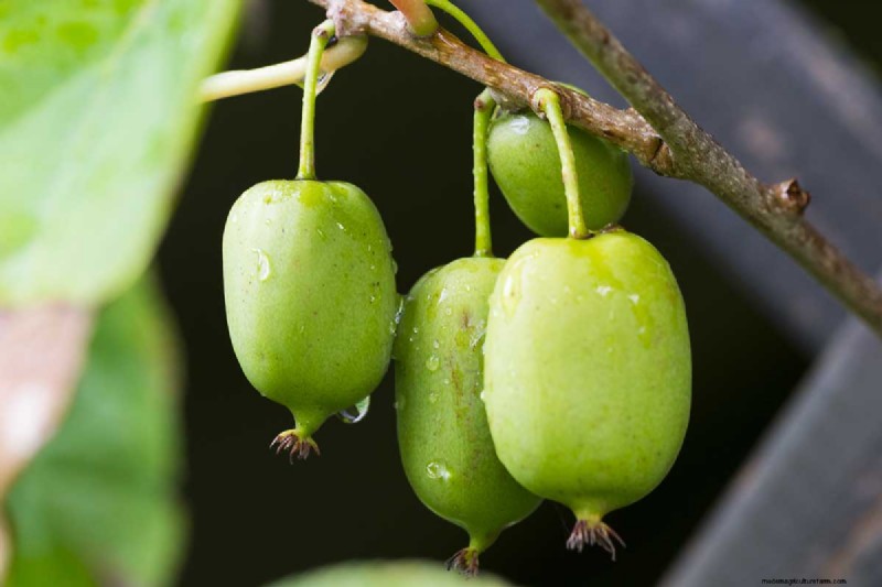 Growing Hardy Kiwi Vines: A Comprehensive Guide