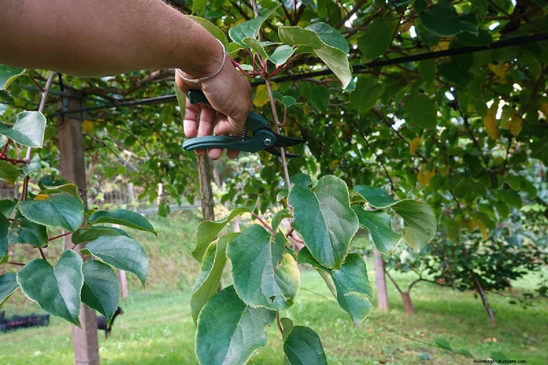 Growing Hardy Kiwi Vines: A Comprehensive Guide