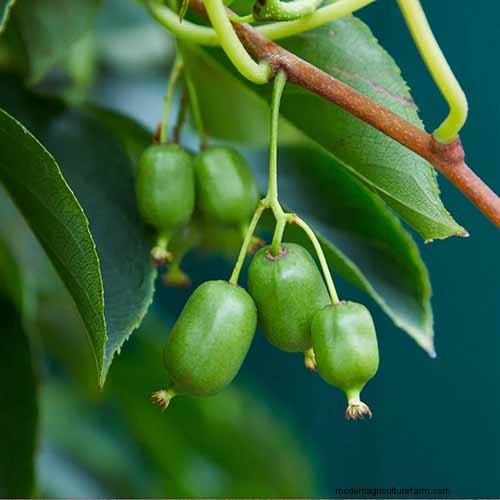 Growing Hardy Kiwi Vines: A Comprehensive Guide