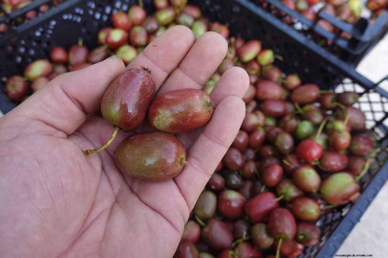 Growing Hardy Kiwi Vines: A Comprehensive Guide