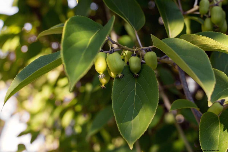Growing Hardy Kiwi Vines: A Comprehensive Guide