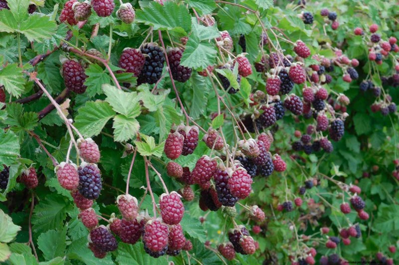 Growing Marionberries: A Complete Guide for Home Gardeners