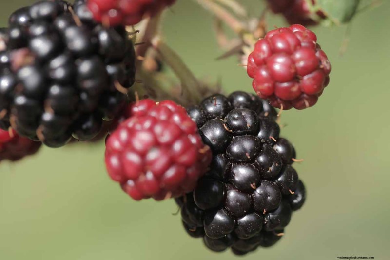 Growing Marionberries: A Complete Guide for Home Gardeners