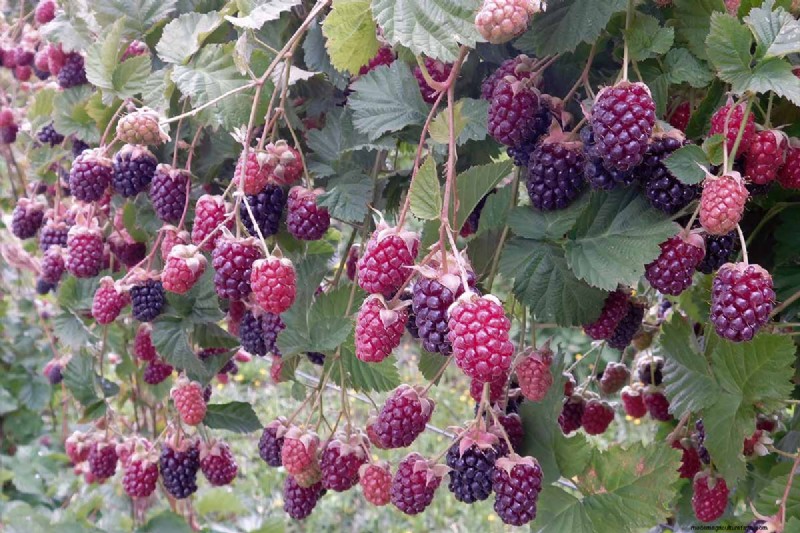Growing Marionberries: A Complete Guide for Home Gardeners