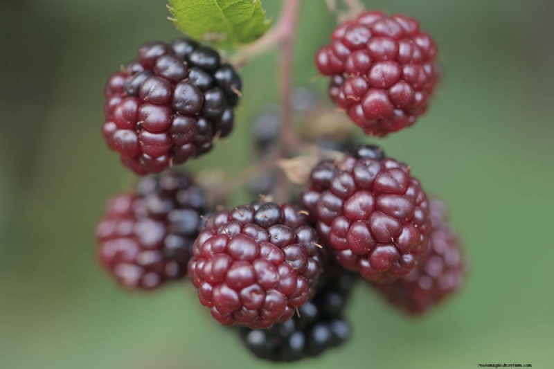 Growing Marionberries: A Complete Guide for Home Gardeners