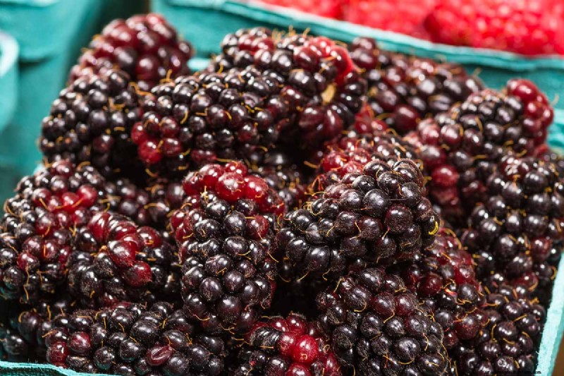 Growing Marionberries: A Complete Guide for Home Gardeners