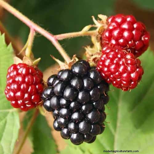 Growing Marionberries: A Complete Guide for Home Gardeners
