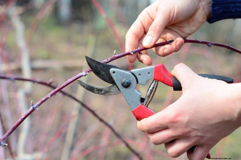 Growing Marionberries: A Complete Guide for Home Gardeners