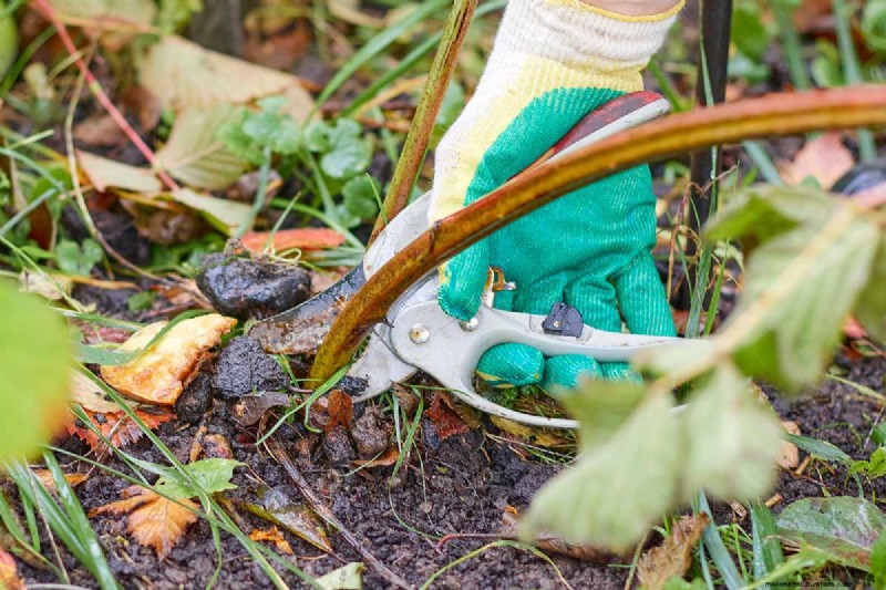 Growing Marionberries: A Complete Guide for Home Gardeners