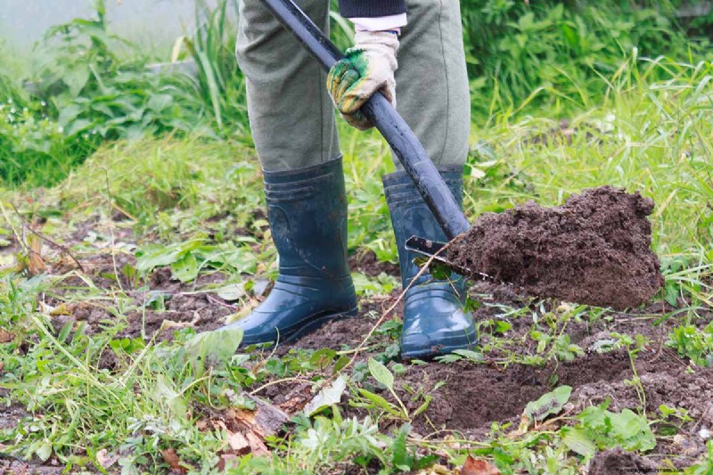Growing Marionberries: A Complete Guide for Home Gardeners