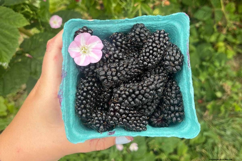 Growing Marionberries: A Complete Guide for Home Gardeners