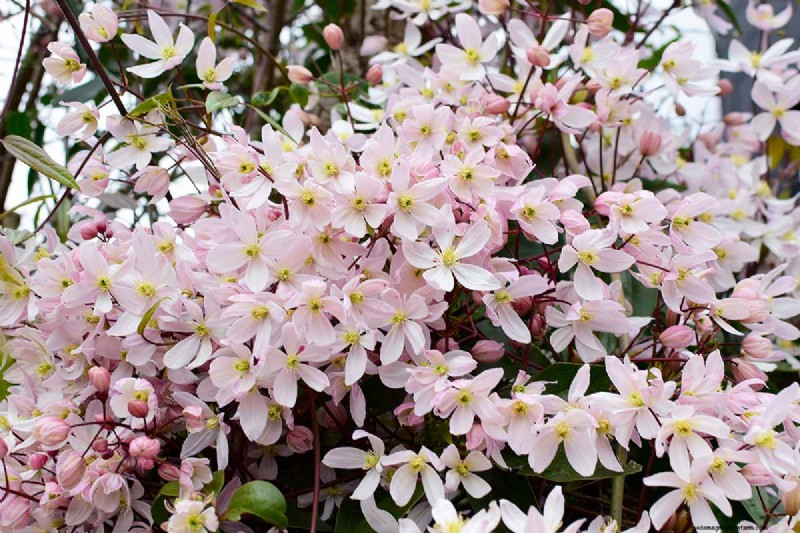 Growing Evergreen Clematis: A Guide to Year-Round Beauty