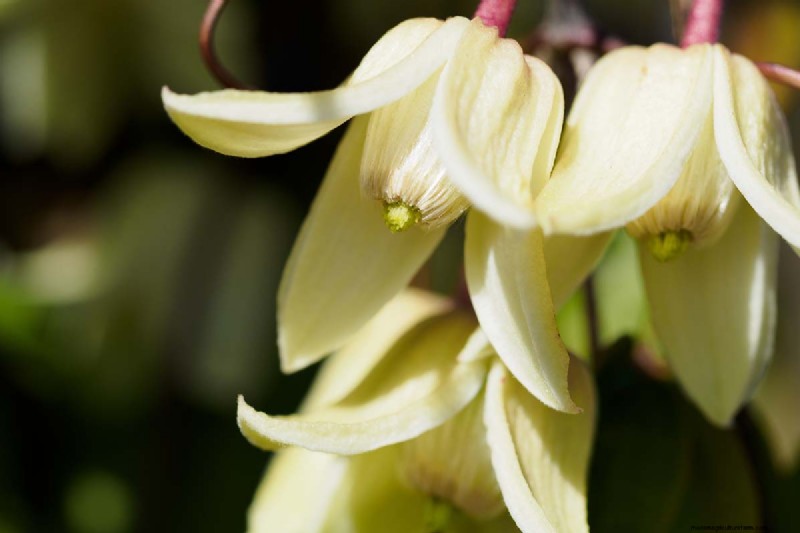 Growing Evergreen Clematis: A Guide to Year-Round Beauty