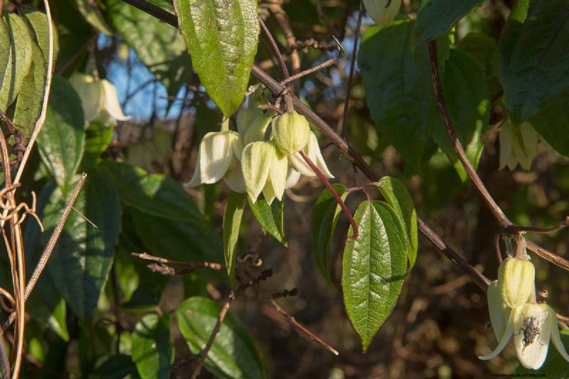Growing Evergreen Clematis: A Guide to Year-Round Beauty