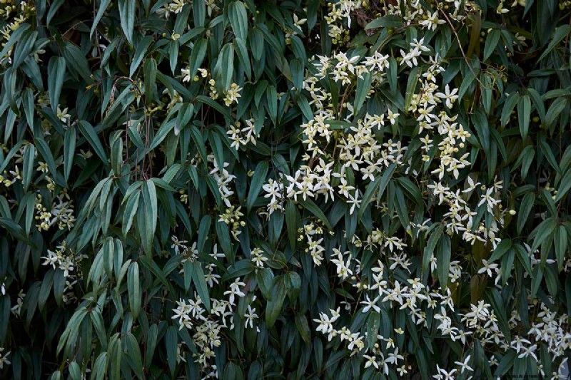 Growing Evergreen Clematis: A Guide to Year-Round Beauty
