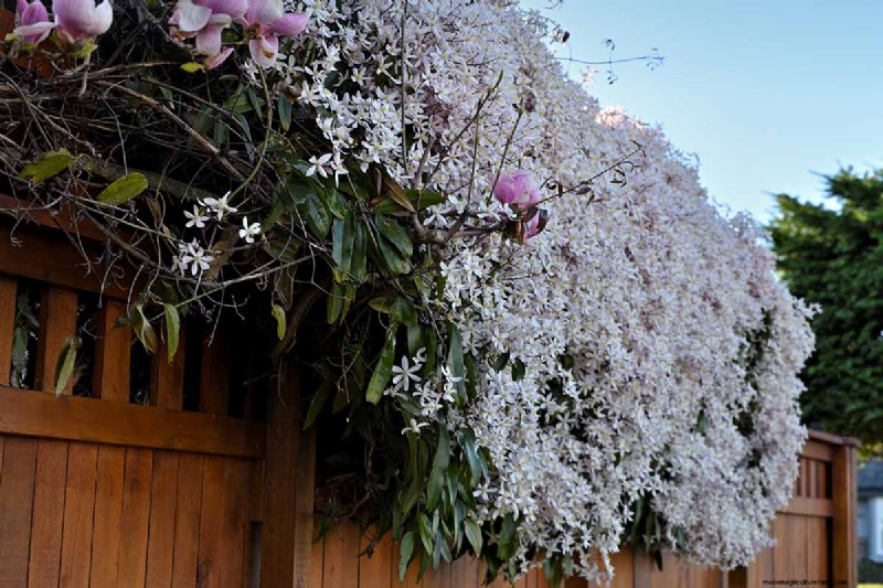 Growing Evergreen Clematis: A Guide to Year-Round Beauty