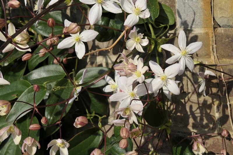 Growing Evergreen Clematis: A Guide to Year-Round Beauty