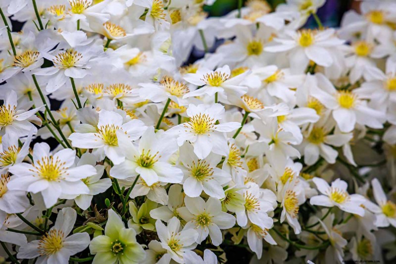 Growing Evergreen Clematis: A Guide to Year-Round Beauty