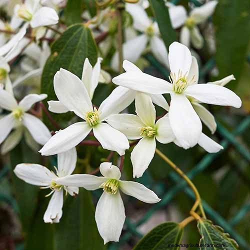 Growing Evergreen Clematis: A Guide to Year-Round Beauty