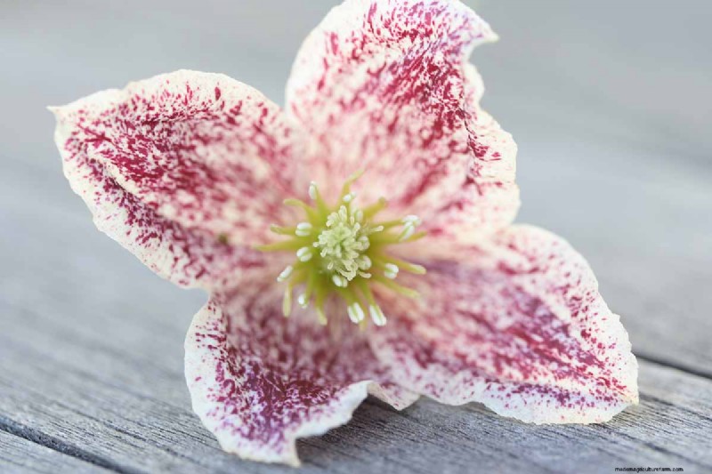 Growing Evergreen Clematis: A Guide to Year-Round Beauty