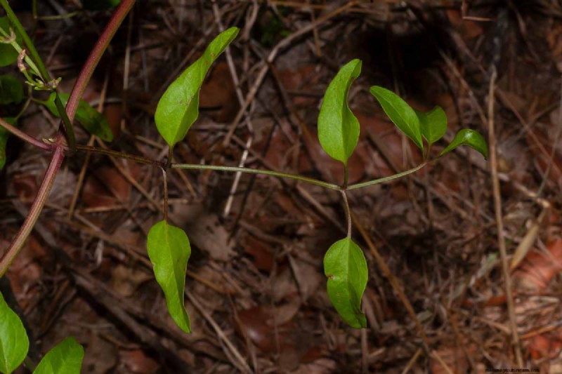 Growing Evergreen Clematis: A Guide to Year-Round Beauty
