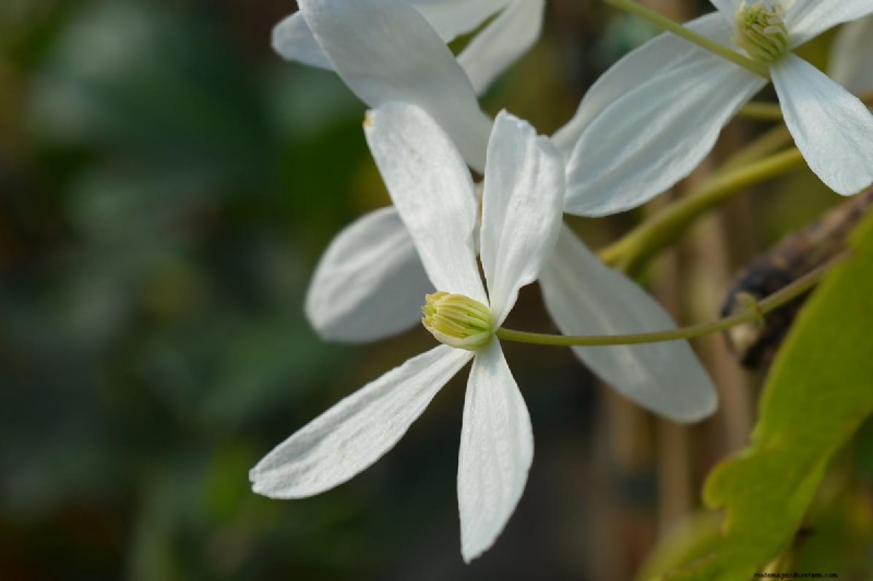 Growing Evergreen Clematis: A Guide to Year-Round Beauty