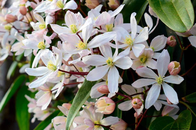 Growing Evergreen Clematis: A Guide to Year-Round Beauty