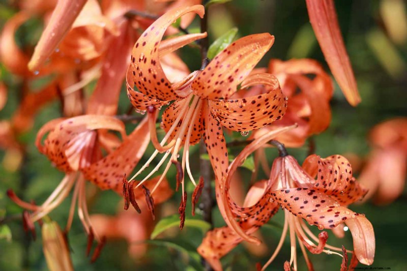 Tiger Lily Care: Growing & Cultivating Stunning Blooms