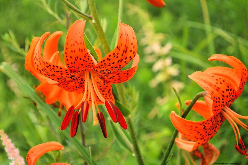 Tiger Lily Care: Growing & Cultivating Stunning Blooms