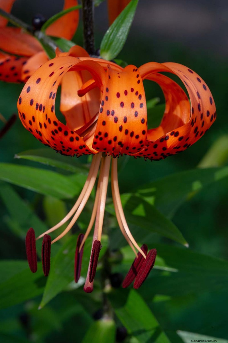 Tiger Lily Care: Growing & Cultivating Stunning Blooms