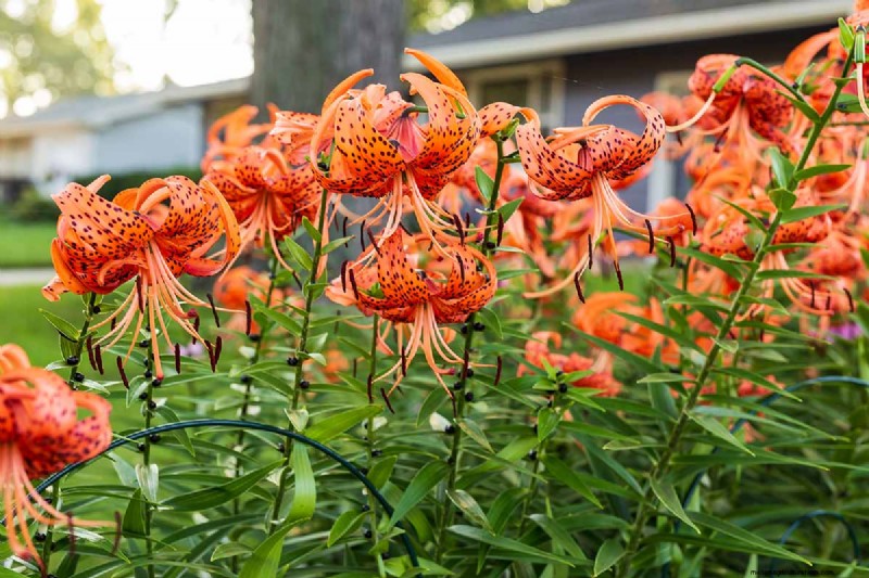 Tiger Lily Care: Growing & Cultivating Stunning Blooms