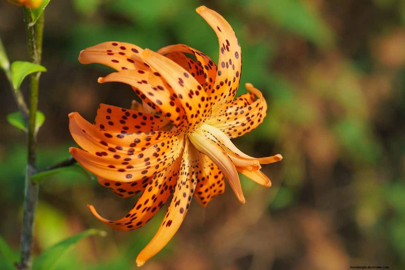 Tiger Lily Care: Growing & Cultivating Stunning Blooms