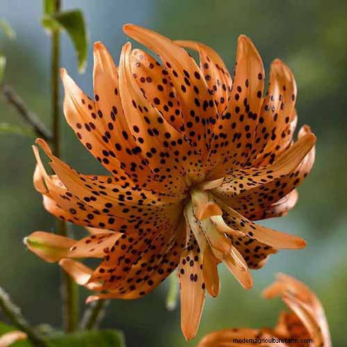 Tiger Lily Care: Growing & Cultivating Stunning Blooms