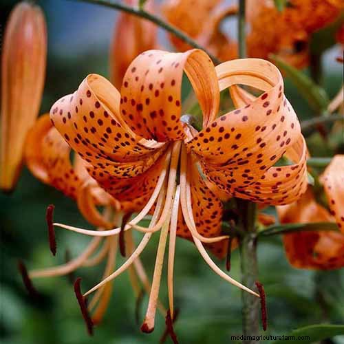 Tiger Lily Care: Growing & Cultivating Stunning Blooms