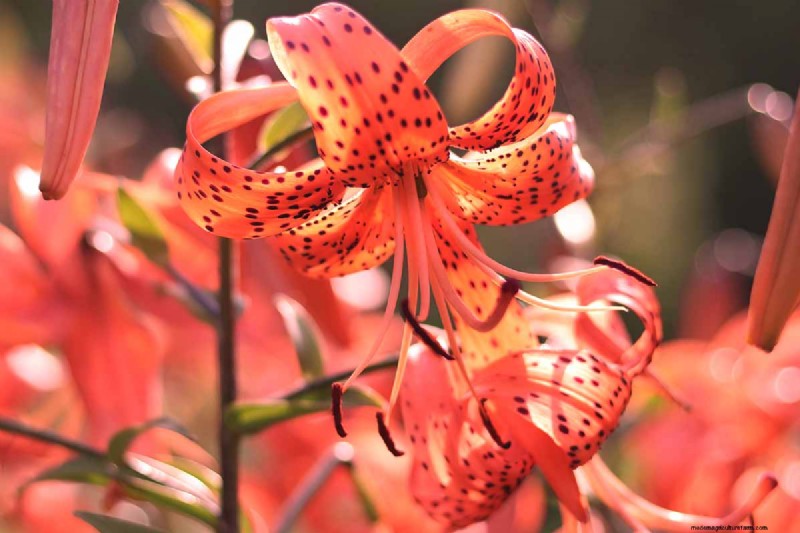 Tiger Lily Care: Growing & Cultivating Stunning Blooms