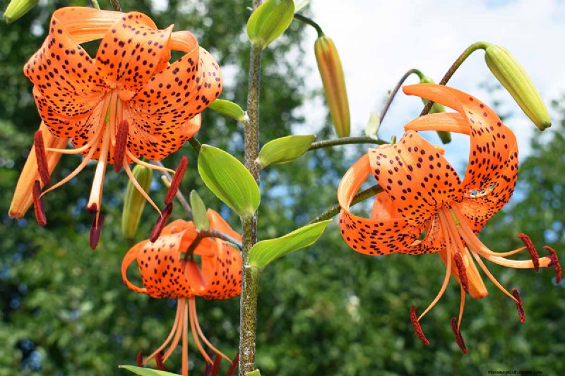 Tiger Lily Care: Growing & Cultivating Stunning Blooms
