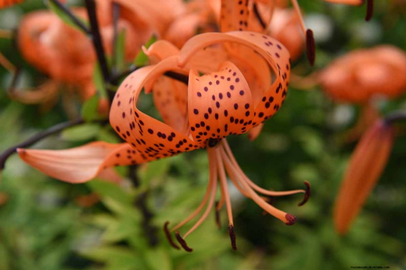 Tiger Lily Care: Growing & Cultivating Stunning Blooms