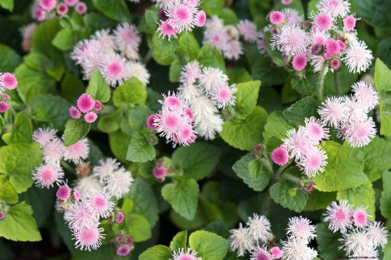 Ageratum Care: Growing & Maintaining Floss Flowers