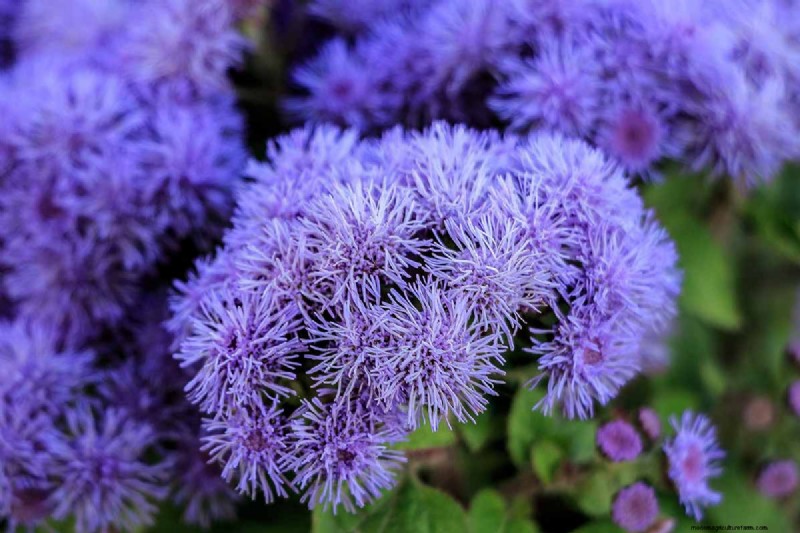 Ageratum Care: Growing & Maintaining Floss Flowers