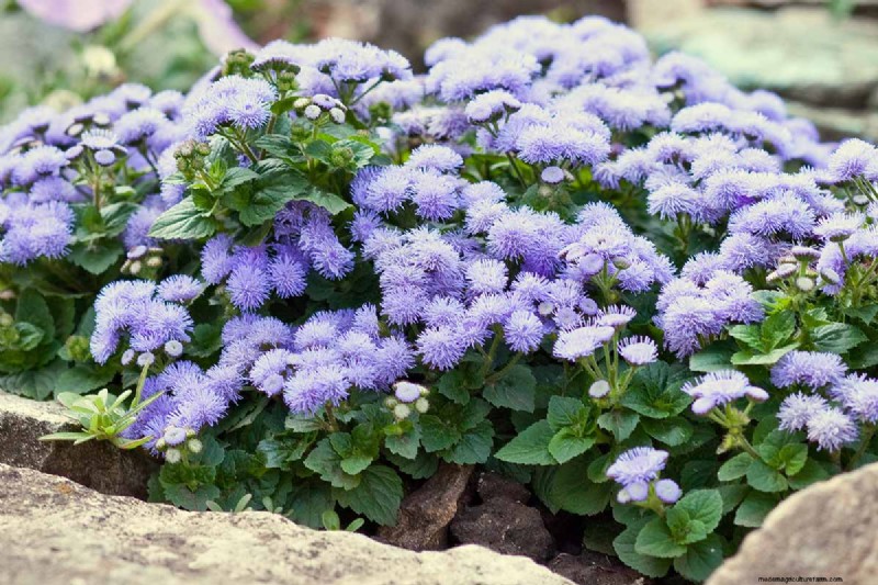 Ageratum Care: Growing & Maintaining Floss Flowers