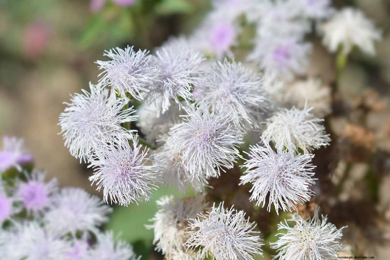 Ageratum Care: Growing & Maintaining Floss Flowers