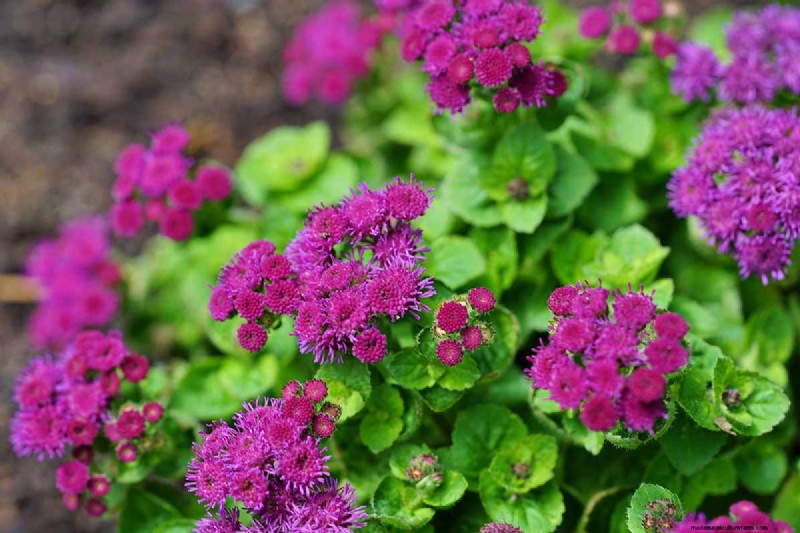 Ageratum Care: Growing & Maintaining Floss Flowers