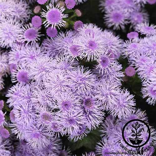 Ageratum Care: Growing & Maintaining Floss Flowers