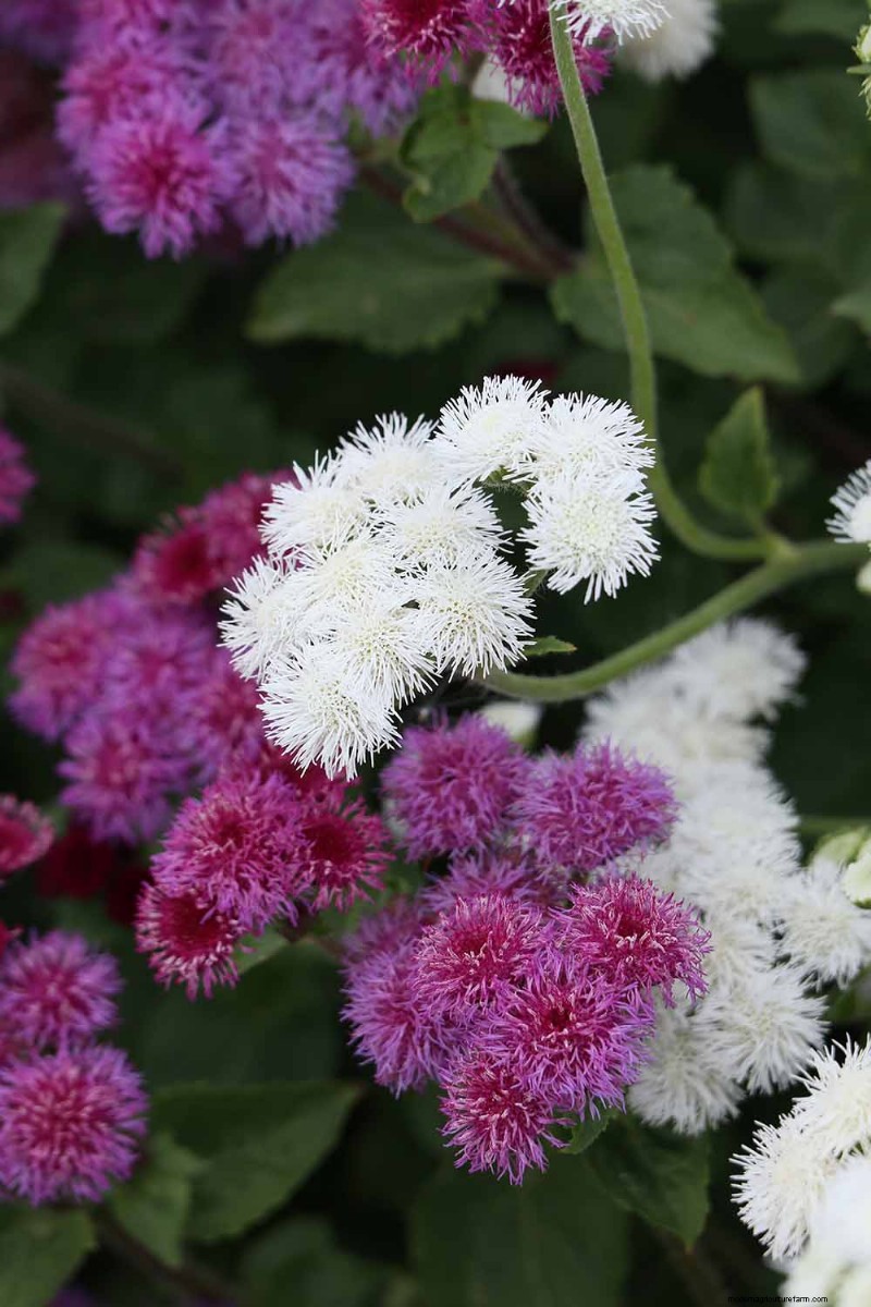 Ageratum Care: Growing & Maintaining Floss Flowers
