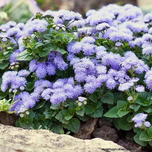 Ageratum Care: Growing & Maintaining Floss Flowers