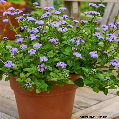 Ageratum Care: Growing & Maintaining Floss Flowers