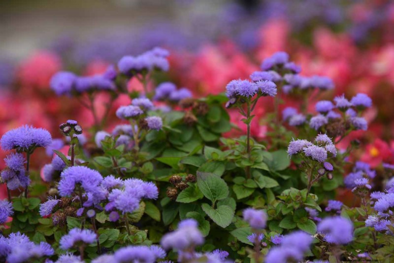 Ageratum Care: Growing & Maintaining Floss Flowers